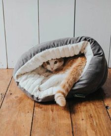 couchage-tunnel-gris-chat